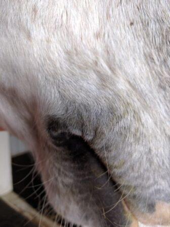 corners of a horses mouth