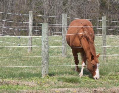 horse with head through wire fence