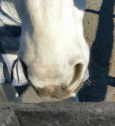 up close of horse nostrils