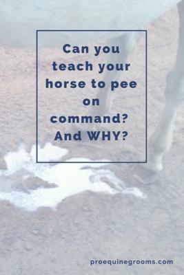 teach your horse to pee