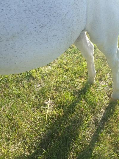 horse urinating in a field