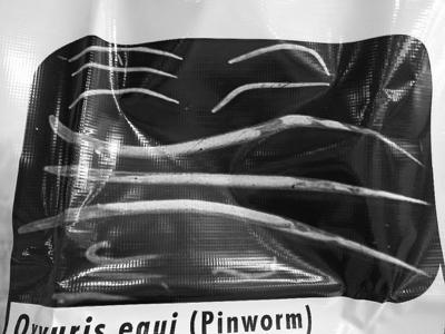 pinworms