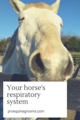 horse respiratory system
