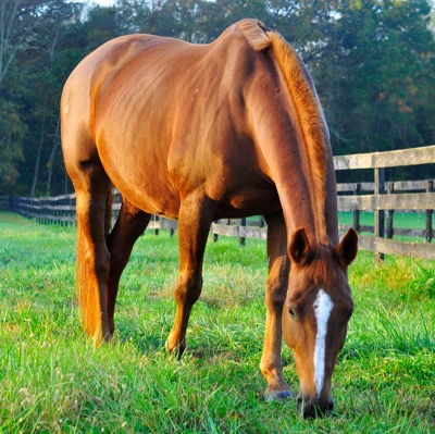 horse with good weight and ribs slightly showing grazing in a field