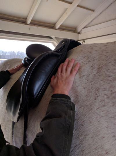 saddle fitter examining a horse 