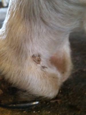 small scab on horse heel that indicates equine scratches or dermatitis
