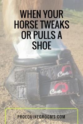 what to do if your horse tweaks a shoe
