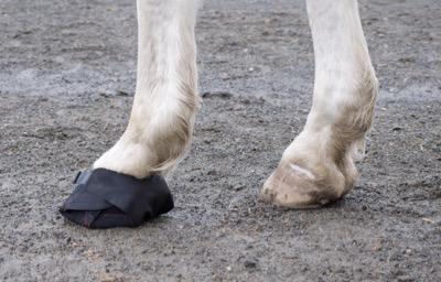 horse wearing a hoof wrap in rocky footing