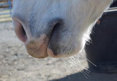 side view of horse whiskers on gray horse