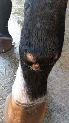healing horse wound on fetlock