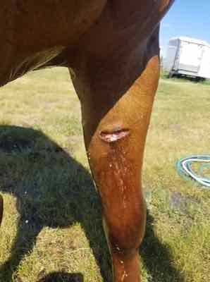 fresh wound on horse leg