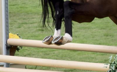 hind legs of a horse as his legs clear a jump