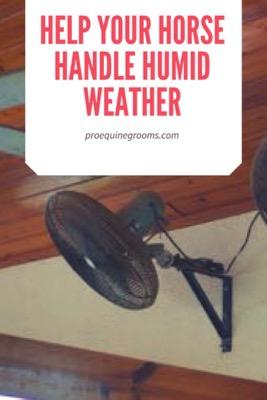 help your horse with humidity