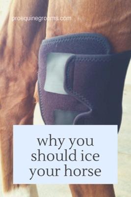 ice your horse's legs