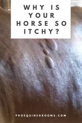 itchy horse