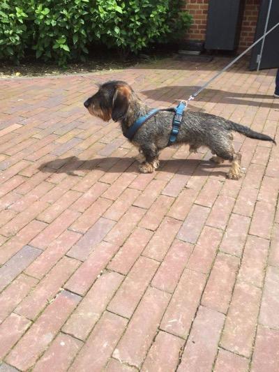 long hair daschund on pavers in a jacket and leash