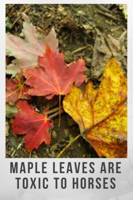 maple leaves are toxic to horses