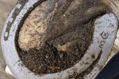 mud and grit in a horse hoof