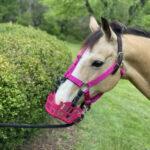 pink muzzle on a pony in a very green field