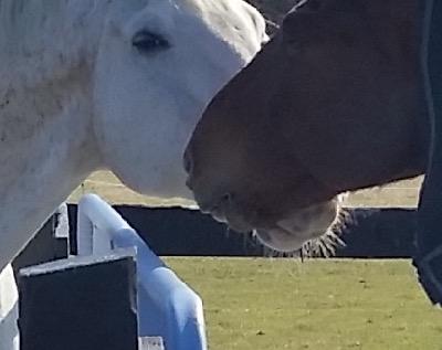 horses touching noses