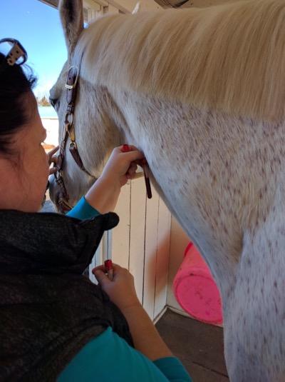 vet taking blood from the jugular vein of a horse