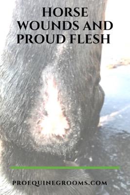 Proud Flesh in Horses - Pro Equine Grooms