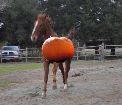 pumpkin spiced horse