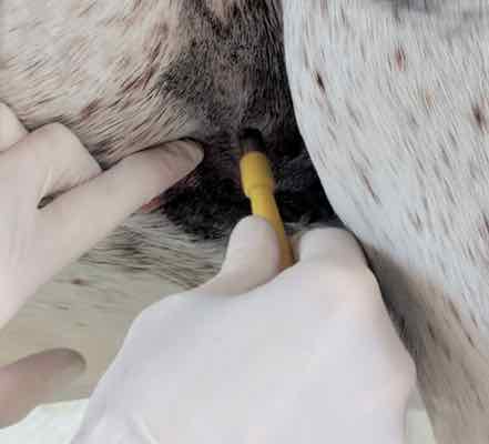 punch biopsy on horse elbow area