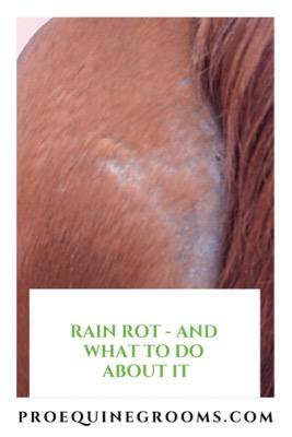 rain rot in horses