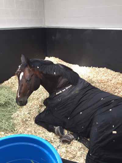 horse sleeping in shavings and hay