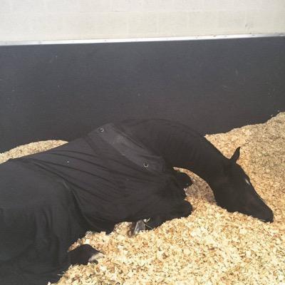horse in blanket resting 