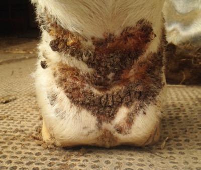 Horse named C has large scabs around the pastern