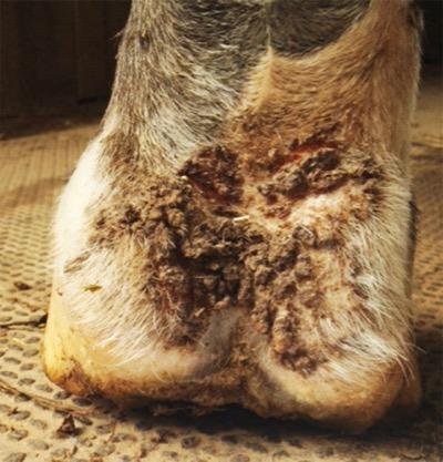 scratches in horse pastern horse named D