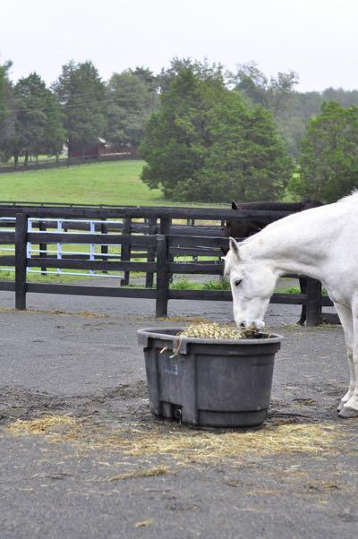 gray horse eating from a haynet in a big tub