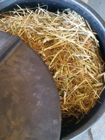 steamed hay inside the barrel