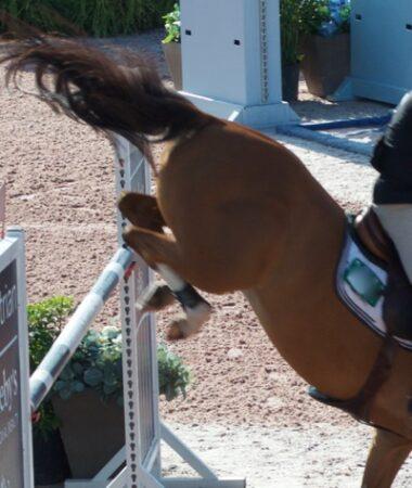 horse landing a jump with stifles and knees bent