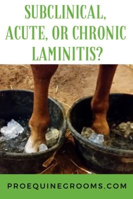 acute or chronic laminitis
