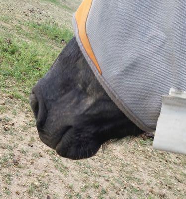 horse wearing a fly mask that has spots of sweet itch on the cheeks