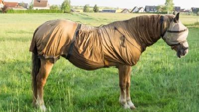 horse in sweet itch blanket