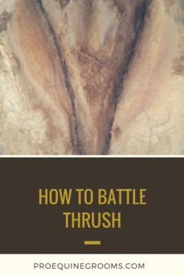 how to fight thrush in horses 