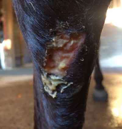new wound on horse lower leg