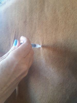 vet giving IM injection