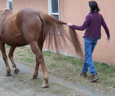 vet holding a horse tail for neurological exam