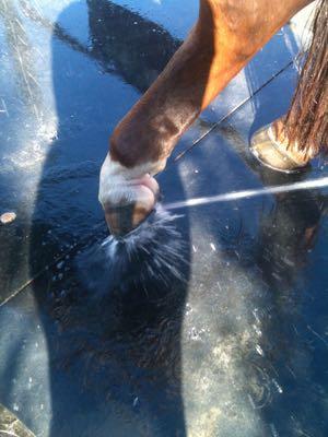 hose and nozzle spraying out a horse hoof