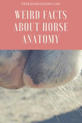 weird horse anatomy