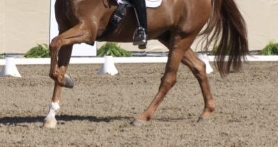 dressage horse legs close up in canter