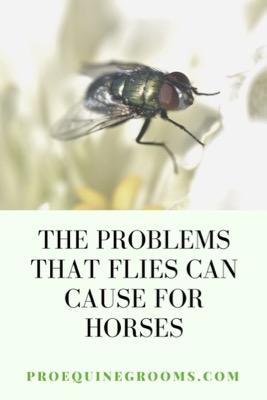 problems for horses caused by flies