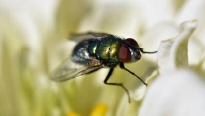 up close of a house fly