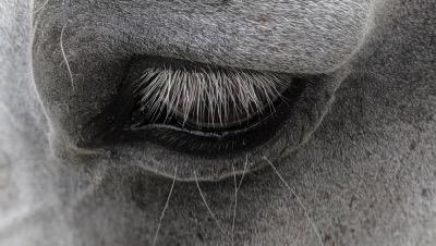 close up of gray horse eyelashes