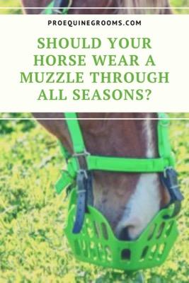 wear a grazing muzzle all year long